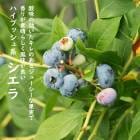 �֥롼�٥꡼ ���� ��γ �ϥ��֥å���� ������ 12����ݥå� �̼� ���̼� berry ��� �����ǥ˥� ���� ��������