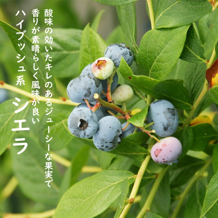 ブルーベリー 苗木 大粒 ハイブッシュ系 シエラ 12cmポット 果樹 小