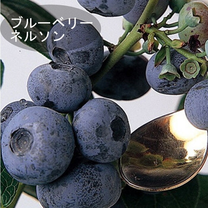 �֥롼�٥꡼ ���� ��� ��γ �ϥ��֥å���� �ͥ륽�� 12����ݥå� �̼� ���̼� berry ��� �����ǥ˥� ���� �������� 