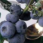 �֥롼�٥꡼ ���� ��� ��γ �ϥ��֥å���� �ͥ륽�� 12����ݥå� �̼� ���̼� berry ��� �����ǥ˥� ���� �������� 