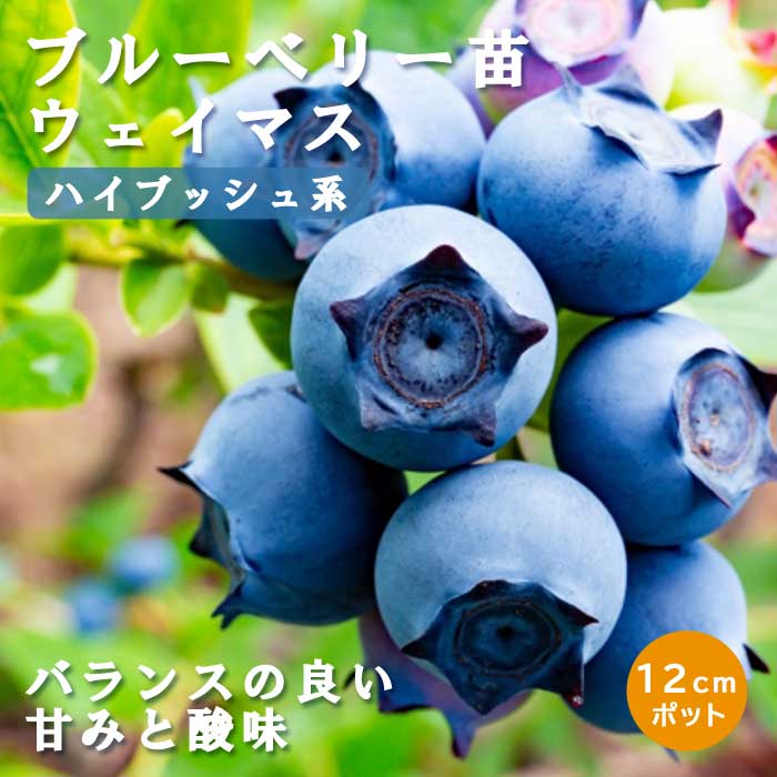 �֥롼�٥꡼ ���� �ϥ��֥å���� �������ޥ� 12����ݥå� �̼� ���̼� berry ��� �����ǥ˥� ���� ��������