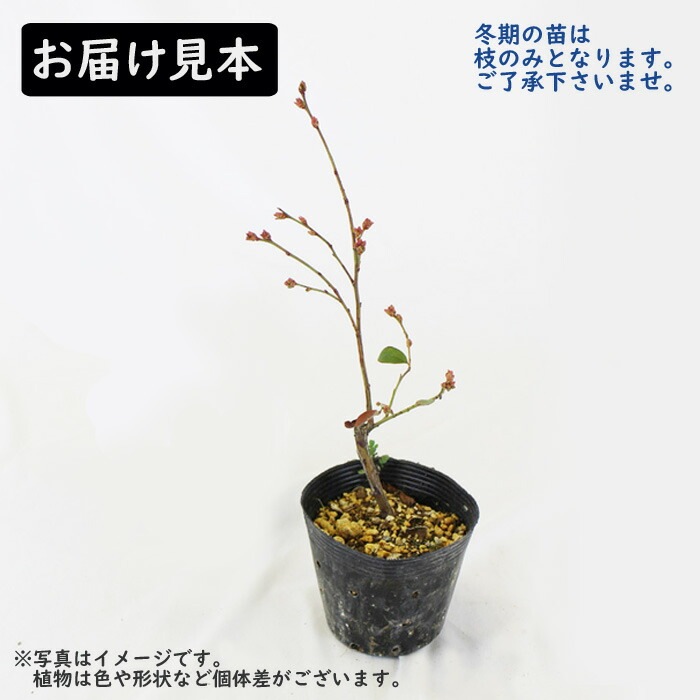 ブルークロップ☆ジャージー　2品種　ブルーベリー苗木　ハイブッシュ系 ブルーベリー 苗木 ハイブッシュ系 ブルークロップ 12cmポット