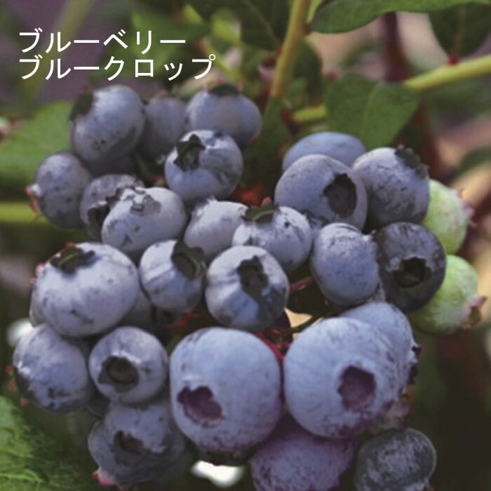 ブルーベリー 苗木 ハイブッシュ系 ブルークロップ 12cmポット 果樹