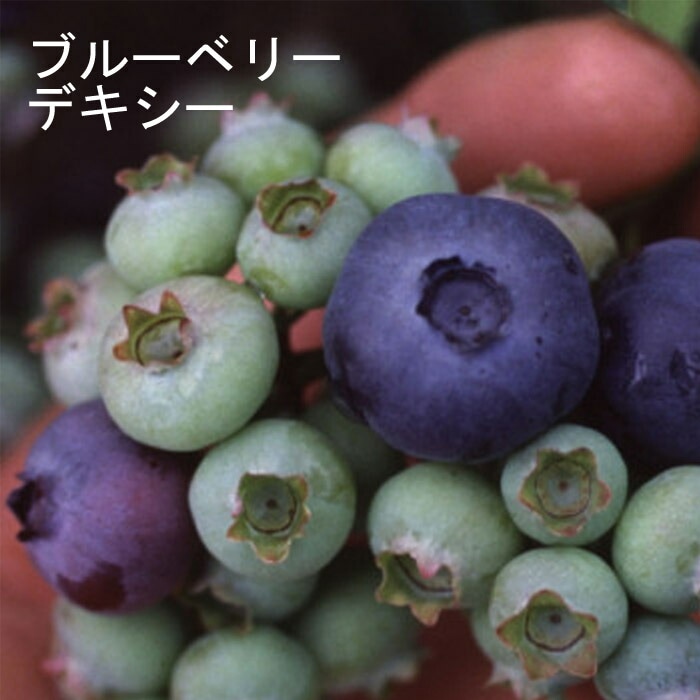 �֥롼�٥꡼ ���� �ϥ��֥å���� �ǥ����� 12����ݥå� �̼� ���̼� berry ��� �����ǥ˥� ���� ��������