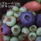 �֥롼�٥꡼ ���� �ϥ��֥å���� �ǥ����� 12����ݥå� �̼� ���̼� berry ��� �����ǥ˥� ���� ��������