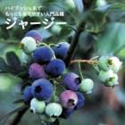 ֥롼٥꡼  ϥ֥å 㡼 12ݥå ̼ ̼ berry  ǥ˥  