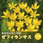 ��ǯ�֤��餯�� ���ե���󥵥� ���ȥ�� �� �庬 10�� �տ��� �����äѤʤ� ��Ƥ䤹�� zephyranthes �֤�����