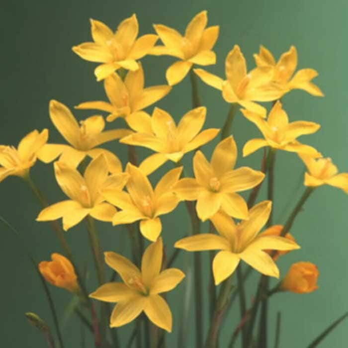 毎年花が咲く【 ゼフィランサス シトリナ 】 球根 10球 春植え 植えっ