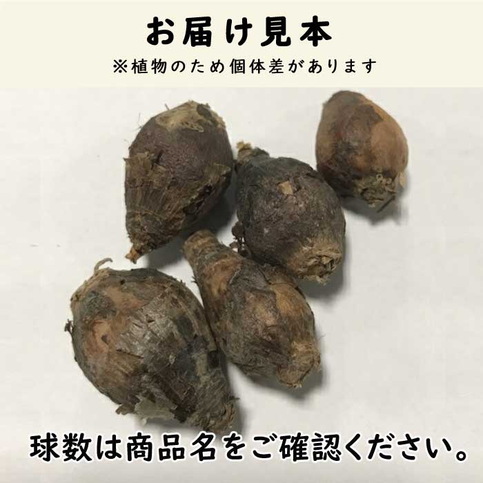 毎年花が咲く【 ゼフィランサス シトリナ 】 球根 10球 春植え 植えっ