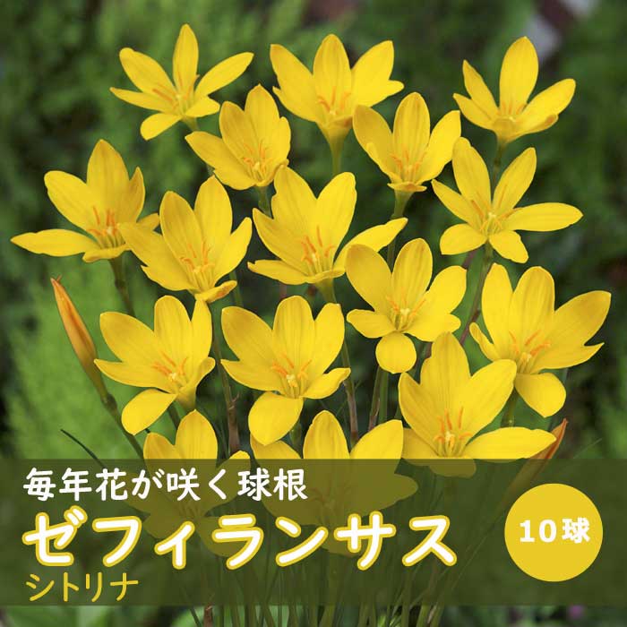 ゼフィランサス　YantiChandra レア球根1球 毎年花が咲く【 ゼフィランサス シトリナ 】 球根 10球 春植え 植えっ
