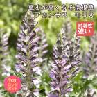 ��ͽ��۽ɺ��� �� �����󥵥� ��ꥹ 9������󥰥ݥå� ���ι⤤ �ܡ����� �����ǥ� ����ä��󤽤� ¿ǯ�� �ڥ�˥���ڣ����Ⱦ���缡ȯ����