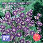 ��ͽ��۽ɺ��� �� �������쥮�� ���ꥹ���Х��� 9������󥰥ݥå� �ڤ�ָ��� ����ä��󤽤� ¿ǯ�� �ڥ�˥���ڣ�������ܤ��缡ȯ����