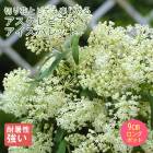 �ɺ��� �� ��������ԥ����������Х�å� ��������󥰥ݥå� ���ι⤤