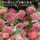 ��ͽ��۽ɺ��� �� ��������ԥ��� ���󥫥�ʡ��� 9������󥰥ݥå� ���ι⤤ �ܡ����� �����ǥ� ¿ǯ�� �ڥ�˥���ڣ�������ܤ��缡ȯ����