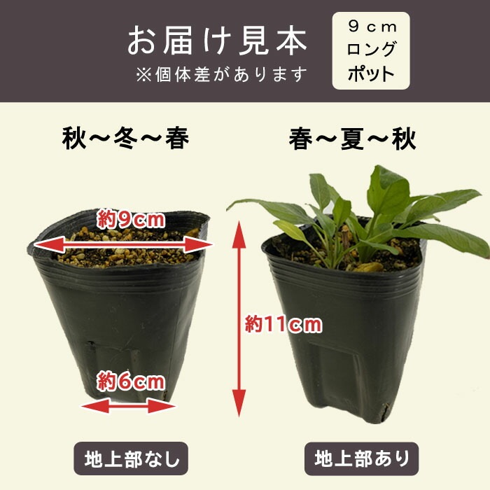 予約】宿根草 苗 エキナセア パラドクサ 9cmロングポット 草丈の高い