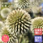 ��ͽ��۽ɺ��� �� �����Υץ� �������ե����� 9������󥰥ݥå� �ڤ�ָ��� ����ä��󤽤� ¿ǯ�� �ڥ�˥���ڣ����Ⱦ���缡ȯ����