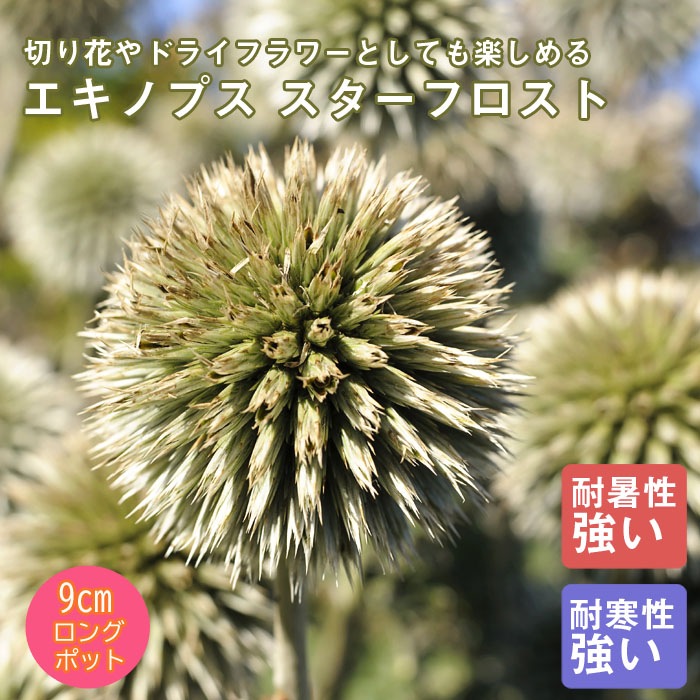 宿根草 苗 エキノプス スターフロスト 9cmロングポット 切り花向け