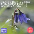 ��ͽ��۽ɺ��� �� ����ѥ˥�� �Х�С��� ��������󥰥ݥå� ���� Ⱦ���� �������� �����ǥ� ����ä��󤽤� ¿ǯ�� �ڣ����Ⱦ���缡ȯ����