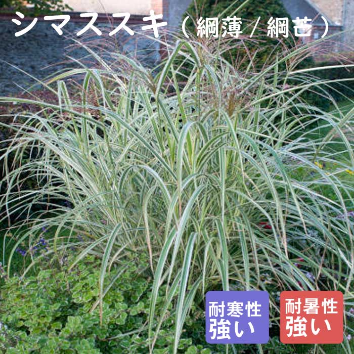 ͽ۽ɺ  ޥ 9󥰥ݥå 饹 ι⤤ ܡ ǥ ä󤽤 ¿ǯ ڥ˥ڣ沼ܤ缡ȯ