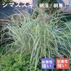 ͽ۽ɺ  ޥ 9󥰥ݥå 饹 ι⤤ ܡ ǥ ä󤽤 ¿ǯ ڥ˥ڣ沼ܤ缡ȯ