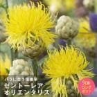 ��ͽ��۽ɺ��� �� ����ȡ��쥢 ���ꥨ�󥿥ꥹ 9������󥰥ݥå� �Х�˹礦 ����ä��󤽤� ¿ǯ�� �ڥ�˥���ڣ�������ܤ��缡ȯ����