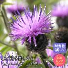 ��ͽ��۽ɺ��� �� ����ȡ��쥢 �˥��� 9������󥰥ݥå� �Х�˹礦 ����ä��󤽤� ¿ǯ�� �ڥ�˥���ڣ�������ܤ��缡ȯ����