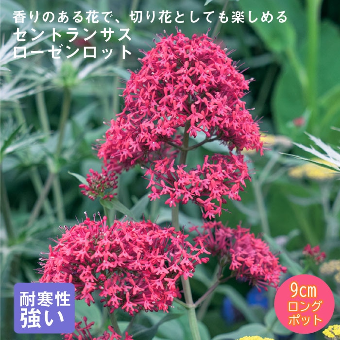 ��10���沼�ܤ��缡ȯ���۽ɺ��� �� ����ȥ�󥵥� ����������å�(��������å�) 9������󥰥ݥå� �Х�˹礦 ����ä��󤽤� ¿ǯ��