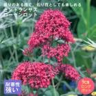 ��ͽ��۽ɺ��� �� ����ȥ�󥵥� ����������å�(��������å�) 9������󥰥ݥå� �Х�˹礦 ����ä��󤽤� ¿ǯ��ڣ����Ⱦ���缡ȯ����