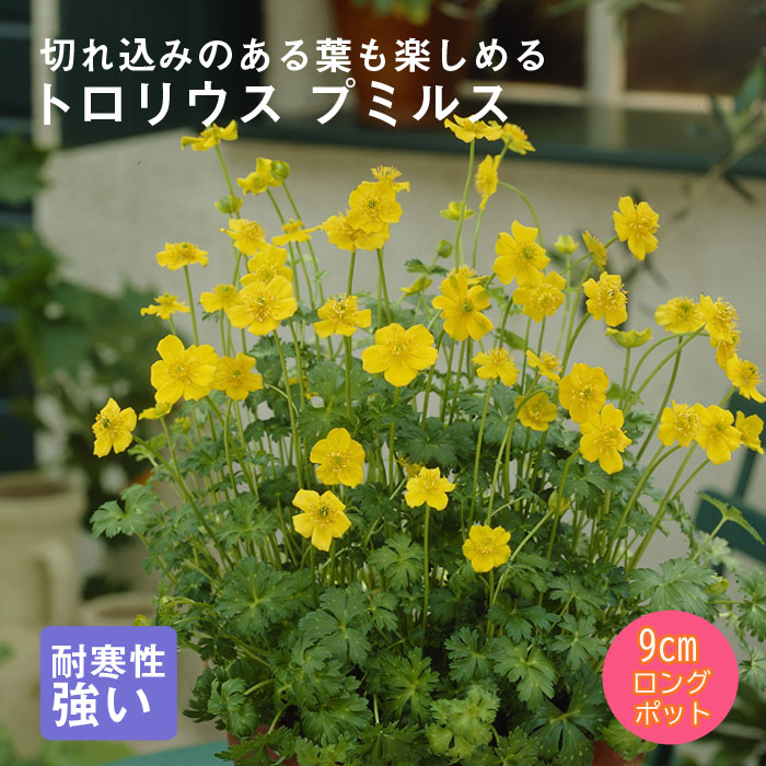 �ɺ��� �� �ȥ��ꥦ�� �ץߥ륹 9������󥰥ݥå� �����㤤 ����ä��󤽤� ¿ǯ�� �ڥ�˥���