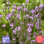 ��ͽ��۽ɺ��� �� �С��٥� �Х�ץȥ� 9������󥰥ݥå� ���ι⤤ �ܡ����� �����ǥ� ����ä��󤽤� ¿ǯ��ڣ����Ⱦ���缡ȯ����