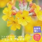 ͽ۽ɺ  ץ ֥ Ⱦ˸ 9󥰥ݥå  Ⱦ  ǥ ¿ǯڣ沼ܤ缡ȯ