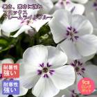 ɺ  եå ե졼饤ȥ֥롼 󥰥ݥå ڤָ