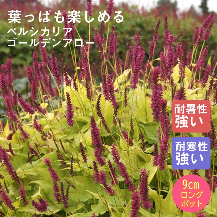 ͽ۽ɺ  ڥ륷ꥢ ǥ󥢥 9󥰥ݥå ι⤤ ܡ ǥ ¿ǯ ڥ˥ڣ沼ܤ缡ȯ