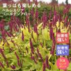 �ɺ��� �� �ڥ륷���ꥢ ������ǥ󥢥��� 9������󥰥ݥå� ���ι⤤ �ܡ����� �����ǥ� ¿ǯ�� �ڥ�˥���