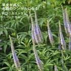 ͽ۽ɺ  ٥˥ȥ С˥ 9󥰥ݥå ι⤤ ܡ ǥ ä󤽤 ¿ǯڣ沼ܤ缡ȯ