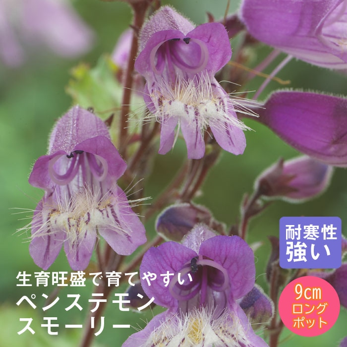 ��ͽ��۽ɺ��� �� �ڥ󥹥ƥ�� ���⡼�꡼ 9������󥰥ݥå� ���ι⤤ �ܡ����� �����ǥ� ����ä��󤽤� ¿ǯ��ڣ����Ⱦ���缡ȯ����