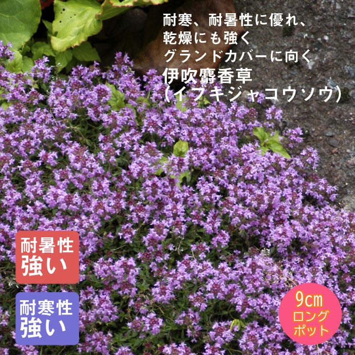 ��ͽ��۽ɺ��� �� ���֥����㥳������ �˿��͹��� 9������󥰥ݥå� �����㤤 �����ɥ��С��ڣ�������ܤ��缡ȯ����