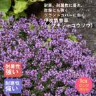 ��ͽ��۽ɺ��� �� ���֥����㥳������ �˿��͹��� 9������󥰥ݥå� �����㤤 �����ɥ��С��ڣ����Ⱦ���缡ȯ����