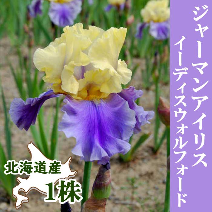 ジャーマンアイリス 球根 【 イーディスウォルフォード 】1株 北海道産