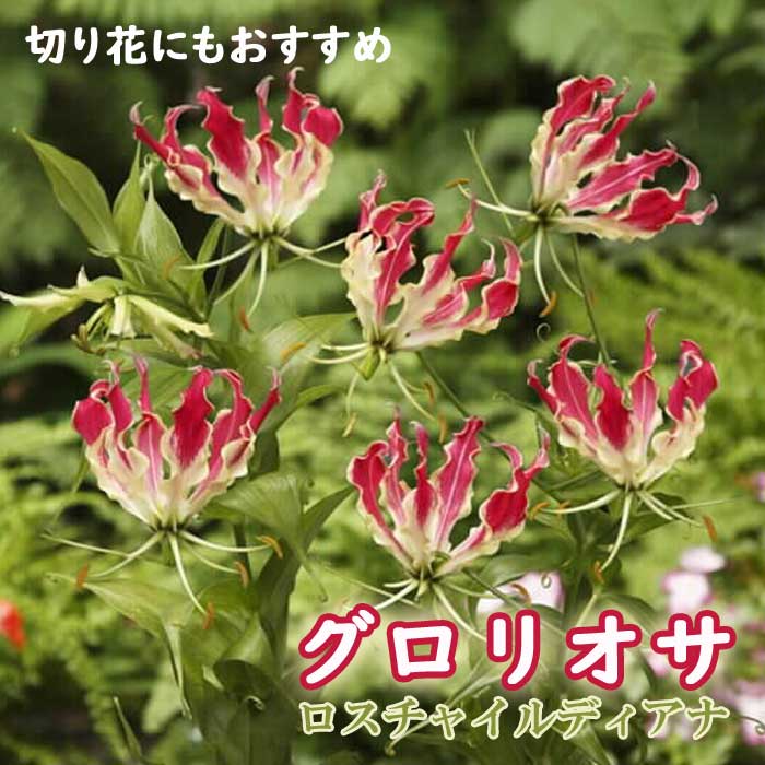 �����ꥪ�� �庬 �տ��� �� �������㥤��ǥ����� ��1�� �֤˲� gloriosa ��ꥰ��� �֤�����