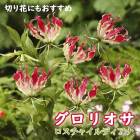 �����ꥪ�� �庬 �տ��� �� �������㥤��ǥ����� ��1�� �֤˲� gloriosa ��ꥰ��� �֤�����