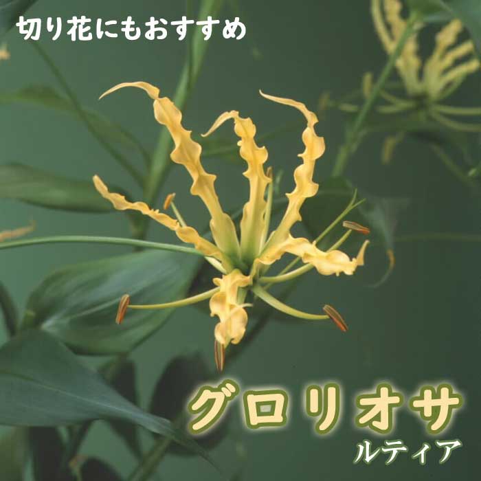 ��ͽ������ �����ꥪ�� �庬 �տ��� �� ��ƥ��� ��1�� �� gloriosa ��ꥰ��� �֤����� ��3����ܤ��缡ȯ����