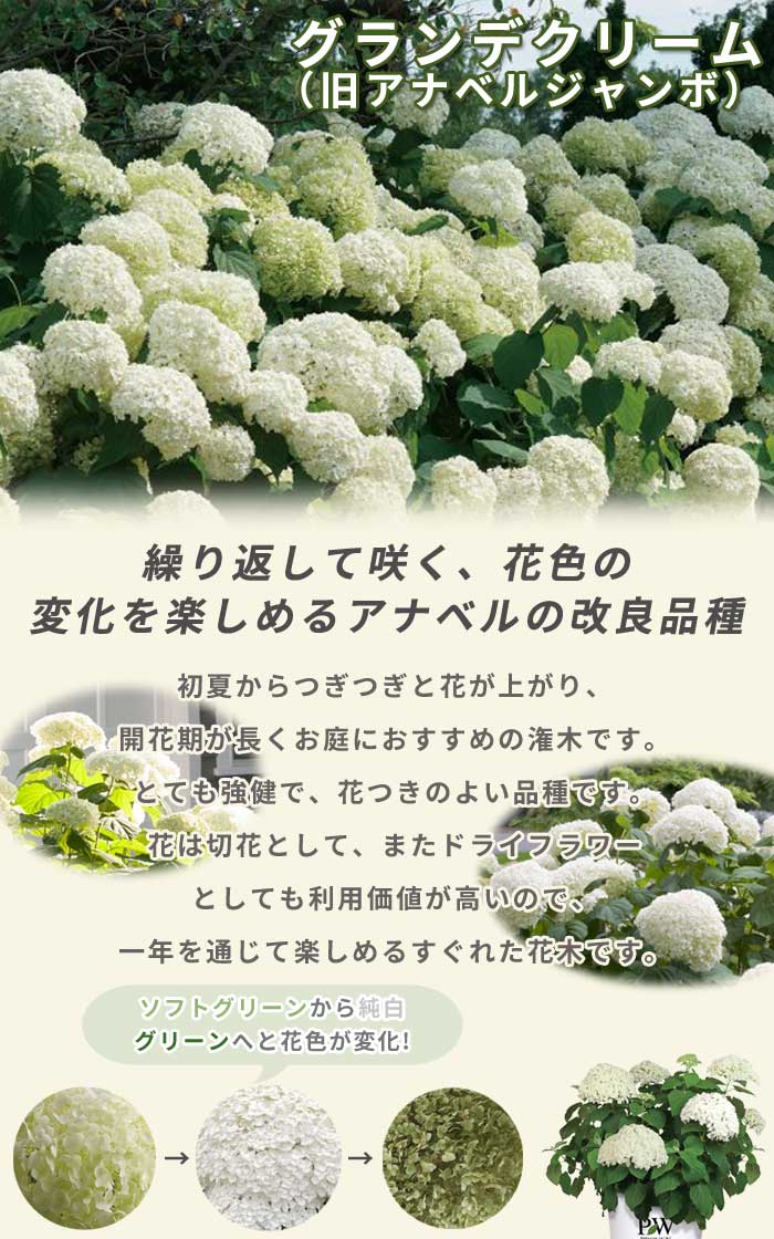 アジサイ アナベル 苗 グランデクリーム（旧アナベルジャンボ） 15cm