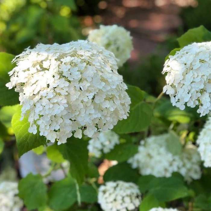 アジサイ アナベル 苗 グランデクリーム(旧アナベルジャンボ) 15cm アジサイ アナベル 苗 グランデクリーム(旧アナベルジャンボ) 15cm