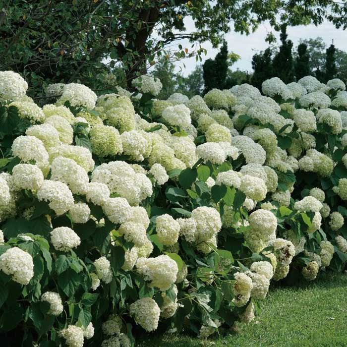 アジサイ アナベル 苗 グランデクリーム（旧アナベルジャンボ） 15cm