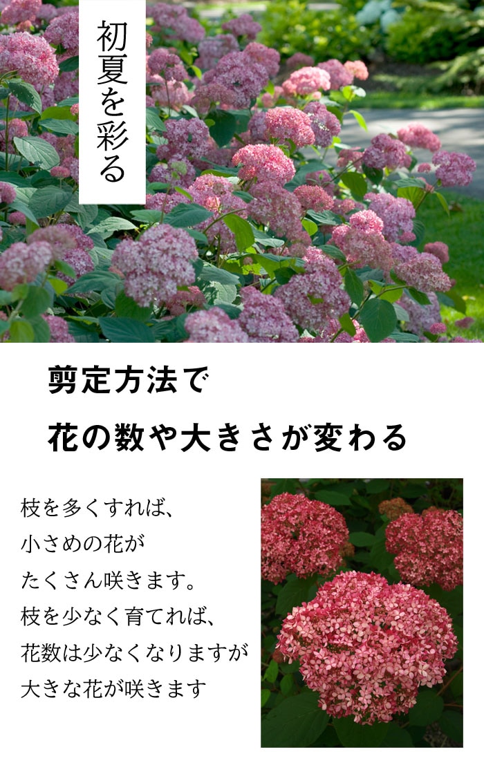 期間限定出品　アナベル大苗　ピンク　◎花茎全てカットしてお届け◎ アジサイ アナベル苗 ピンクのアナベル 15 cmポット大苗 （登録