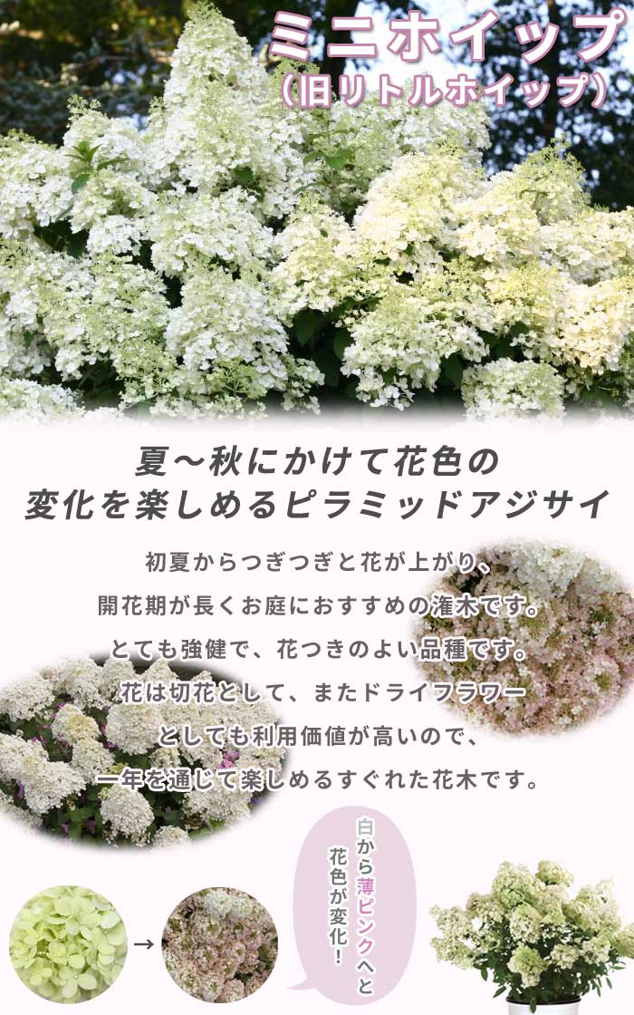 ピラミッド アジサイ 苗 ミニホイップ ( 旧リトルホイップ ) 15cm