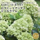 �ԥ�ߥå� �������� �� �����ǥ饤������� ( ���ȥ�饤�� ) 15����ݥå����� ����Ͽ�ʼ�� �Υꥦ�ĥ� �������� ���۲� ���� ���ռ�  �ѽ��� �襤��