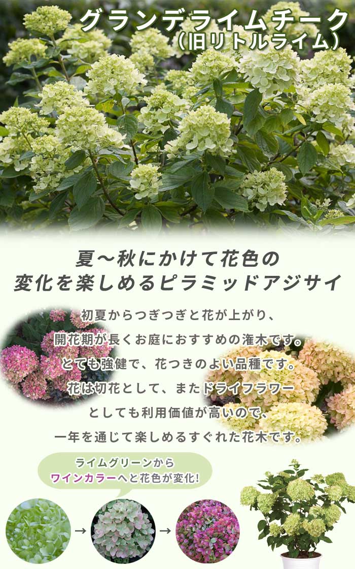 ピラミッド アジサイ 苗 グランデライムチーク ( 旧リトルライム