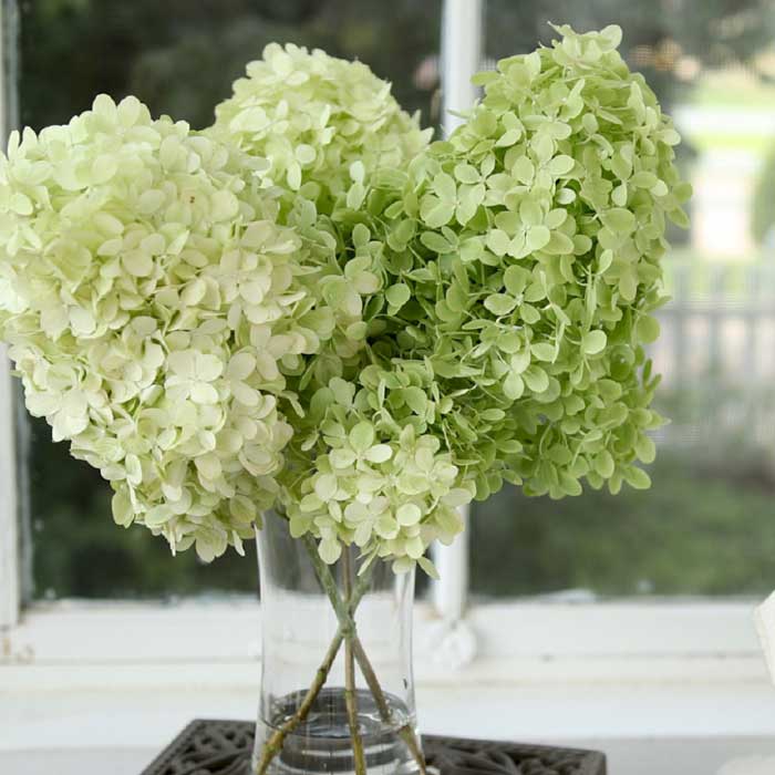 ピラミッド アジサイ 苗 グランデライムチーク ( 旧リトルライム